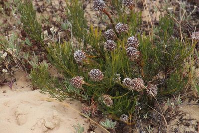 Serruria furcellata, photographed by Tony Rebelo