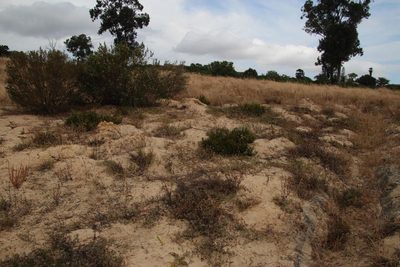 Serruria furcellata, photographed by Tony Rebelo