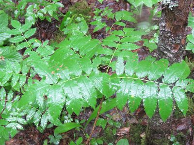 Sorbus scopulina, photographed by Erin Springinotic