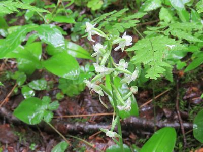 Platanthera orbiculata, photographed by Erin Springinotic