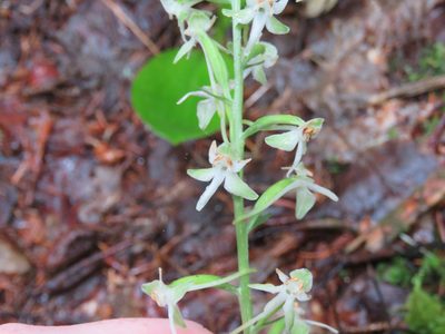 Platanthera orbiculata, photographed by Erin Springinotic