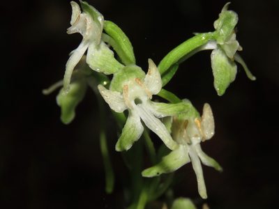Platanthera orbiculata, photographed by Erin Springinotic