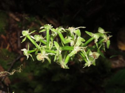Platanthera orbiculata, photographed by Erin Springinotic