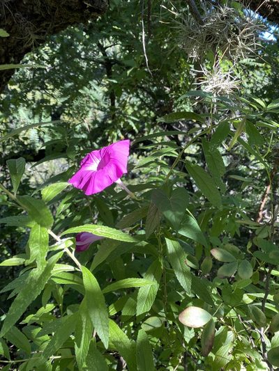 Ipomoea elongata, photographed by Elliott Gordon