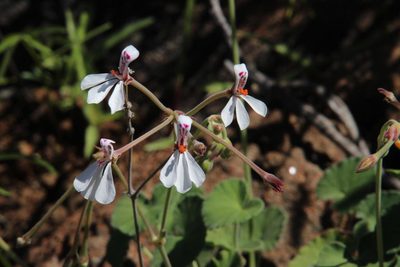 Pelargonium dichondrifolium, photographed by Tony Rebelo
