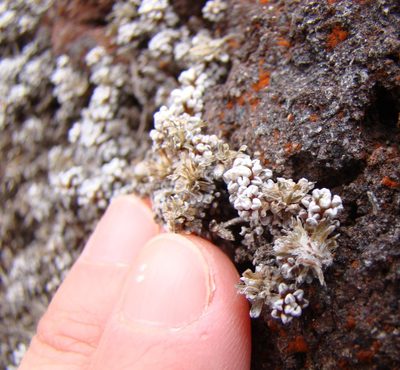 Raoulia albosericea, photographed by Lisa Bennett