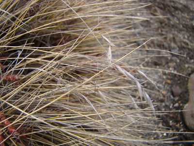 Rytidosperma setifolium, photographed by Lisa Bennett