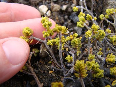 Pimelea microphylla, photographed by Lisa Bennett