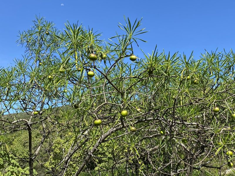 Cascabela thevetioides, photographed by Elliott Gordon