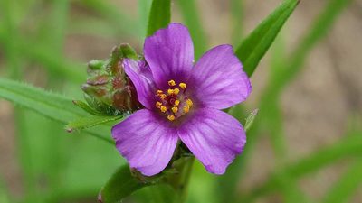Calandrinia compressa, photographed by Cesar Ormazabal