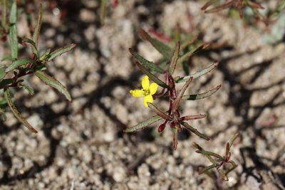 Camissonia dentata, photographed by Cesar Ormazabal