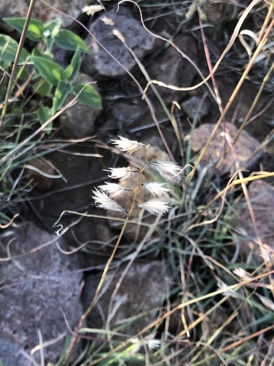 Bouteloua chondrosioides, photographed by Rosario Douglas
