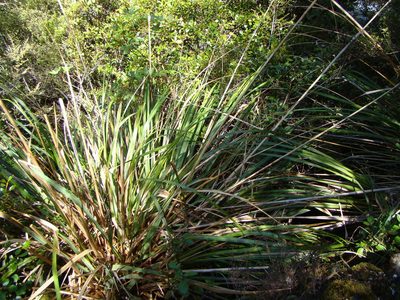 Austroderia fulvida, photographed by Lisa Bennett
