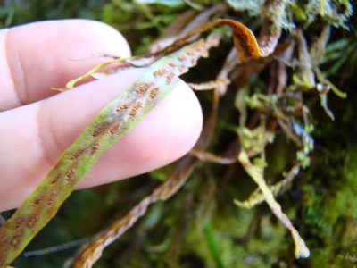 Notogrammitis angustifolia, photographed by Lisa Bennett