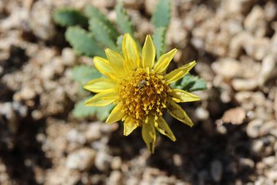 Chaetanthera flabellata, photographed by Cesar Ormazabal