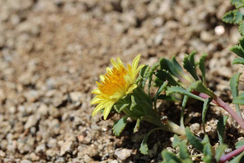 Chaetanthera flabellata, photographed by Cesar Ormazabal