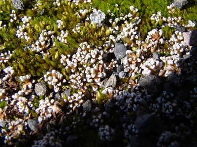 Raoulia albosericea, photographed by Lisa Bennett
