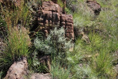 Stachys linearis, photographed by Tony Rebelo
