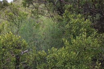 Asparagus denudatus, photographed by Tony Rebelo