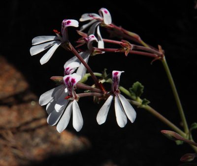 Pelargonium dichondrifolium, photographed by Tony Rebelo
