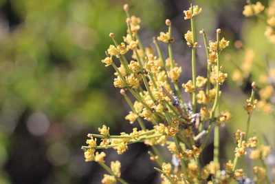 Ephedra chilensis, photographed by Cesar Ormazabal