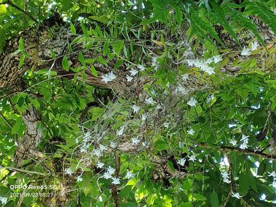 Dendrobium crumenatum, photographed by Ong Jyh Seng