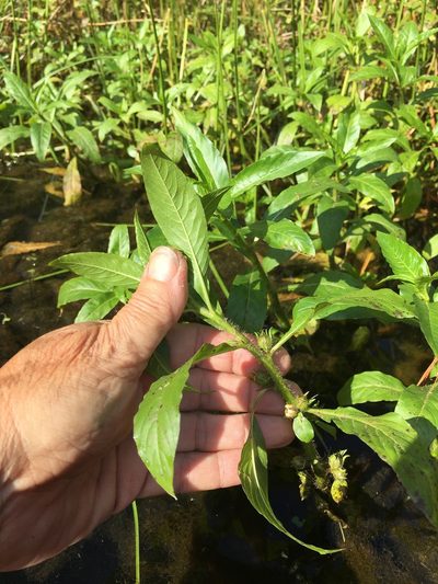 Hydrolea quadrivalvis, photographed by Becky Dill