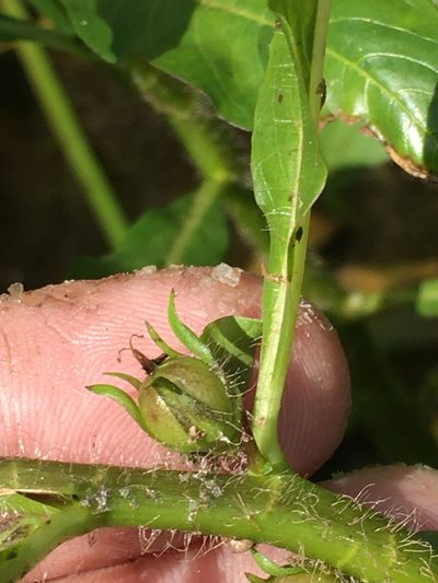 Hydrolea quadrivalvis, photographed by Becky Dill