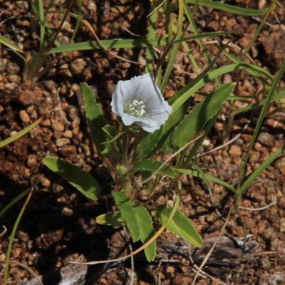 Monsonia glauca, photographed by Tony Rebelo