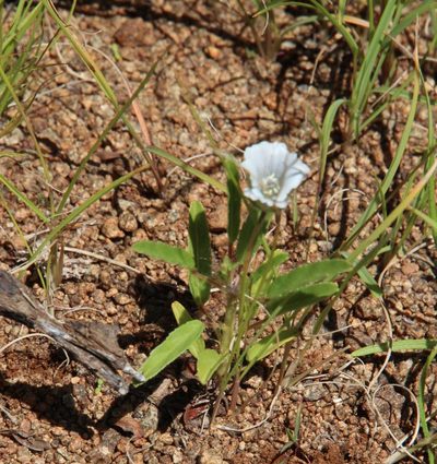 Monsonia glauca, photographed by Tony Rebelo