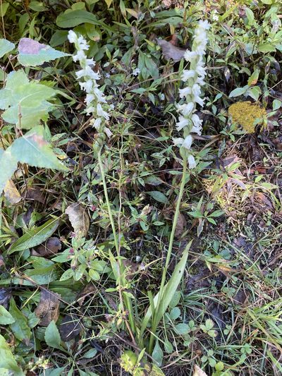 Spiranthes arcisepala, photographed by Mary E. Macaulay, P.Eng.