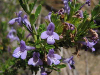 Clinopodium chilense, photographed by Cesar Ormazabal