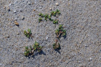 Euphorbia polygonifolia, photographed by Bonnie Semmling