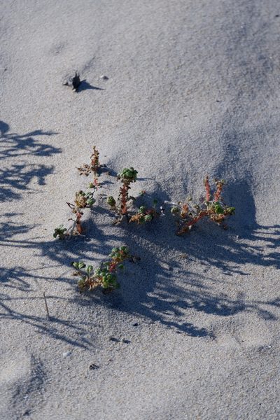 Amaranthus pumilus, photographed by Bonnie Semmling