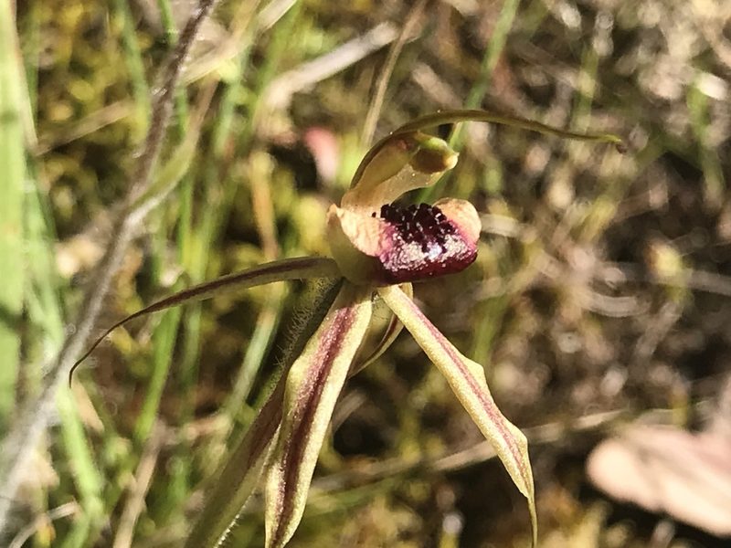 Caladenia clavigera, photographed by Duck 73