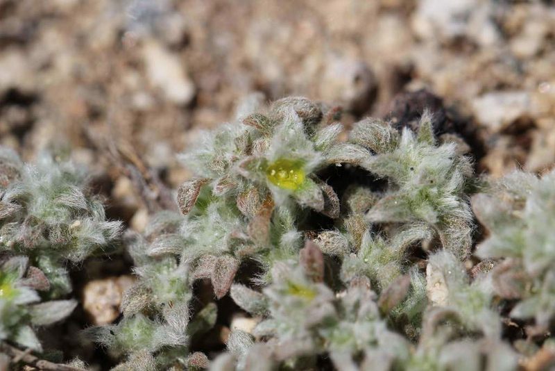 Microphyes minima, photographed by Cesar Ormazabal