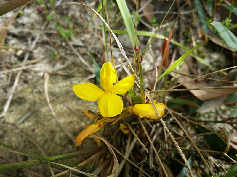 Labichea punctata, photographed by Helium Luo
