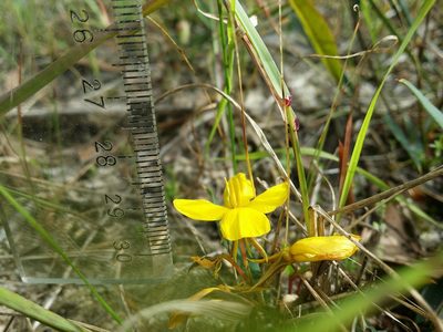 Labichea punctata, photographed by Helium Luo