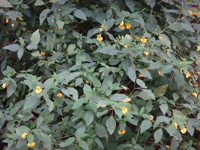 Impatiens pallida, photographed by Alie / C.A. Kratzer