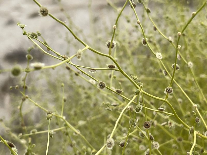 Dysphania atriplicifolia, photographed by Bobby McCabe