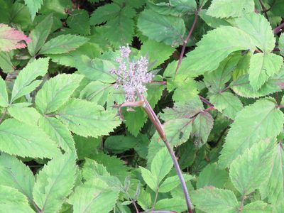 Angelica genuflexa, photographed by Erin Springinotic