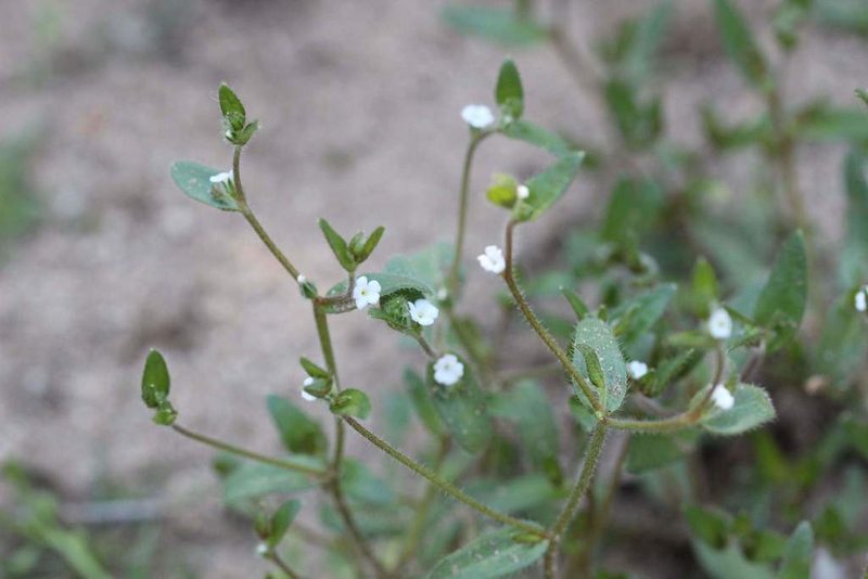 Plagiobothrys myosotoides, photographed by Cesar Ormazabal