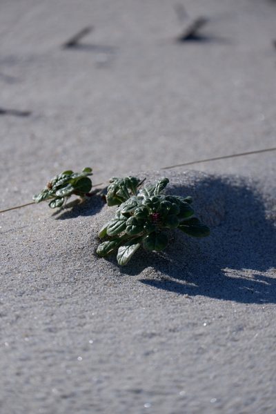 Amaranthus pumilus, photographed by Bonnie Semmling