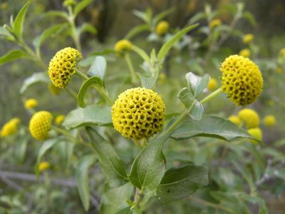 Podanthus mitiqui, photographed by Cesar Ormazabal