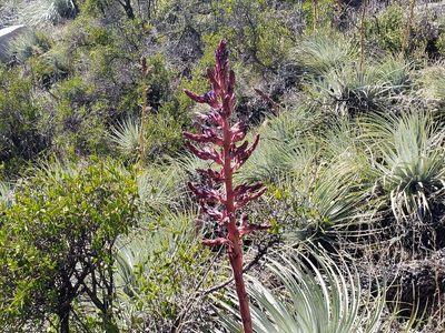 Puya coerulea, photographed by Cesar Ormazabal