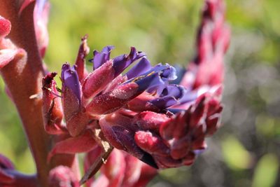 Puya coerulea, photographed by Cesar Ormazabal