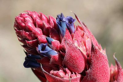 Puya coerulea, photographed by Cesar Ormazabal