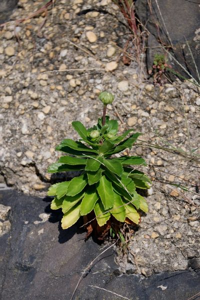 Nipponanthemum nipponicum, photographed by Bonnie Semmling