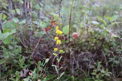 Solidago nemoralis, photographed by Henry "Nick" Robertson