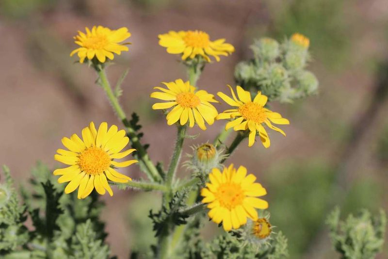 Senecio adenotrichius, photographed by Cesar Ormazabal